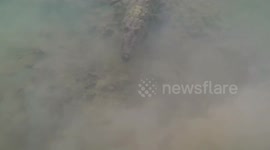 IS THIS photographer brave or stupid after shocking photos and video footage captured him swimming alongside a nine-foot-long American crocodile?