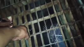 Rescue team plunges down storm drain to rescue stray kitten trapped inside