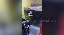 Adorable pet dog mum smiles at owner while breastfeeding baby