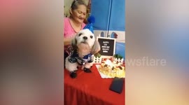 Adorable pet dog sits on table while family sings happy birthday song