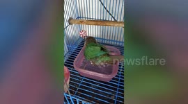 Green-cheeked parakeet splashes water on small plasticware
