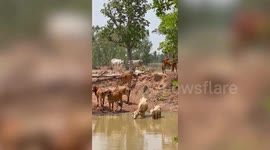 Hapless cow stuck between ditch and log rescued