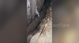 Hapless kitten hiding from owner ends up being stuck inside gap in tree