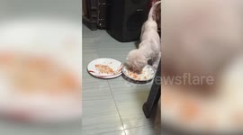 Cute toy dogs help each other finish food so they can all play together