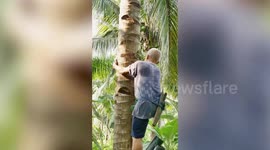 Thai farmer makes sugar using coconut palm he harvests