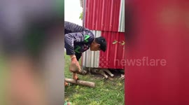 Two pet dog stuck in gap under house rescued