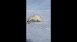 TERRIFYING encounter as polar attempts to intercept snowmobilers