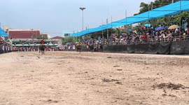 STUNNING IMAGES and video footage have captured several buffaloes sprinting towards the finish line in an annual race in Thailand.