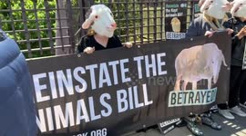 Animal rights activists call on the government to reinstate the Kept Animals Bill and ban live animal exports