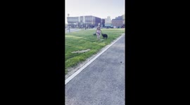 Goose Dives At Passing Walker