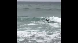 THIS BRAVE young man describes how he felt something DISCONNECT from his body when a horrific great white shark bit off his LEG whilst surfing and then came back for more.