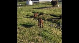 THIS FAMILY of five are living the off-grid dream thanks to their self-sufficient homestead lifestyle which means they no longer have an electricity bill and eat what they produce on their farm all while home-schooling their three children.