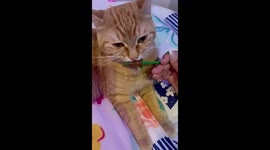 Cat eating licking chocolate like a human! It is funny and cute!