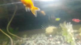 My aquarium's colourful  Betta,goldfish,glow tetra fishes Looks awesome