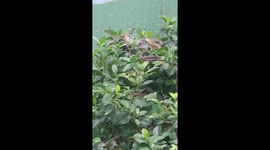 Those aren't vines! Tree in Vietnam is covered by dozens of snakes