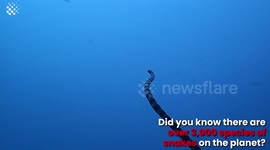 5 Craziest Facts About Snakes