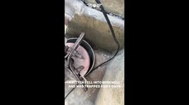 Tiny Kitten Rescued From Borewell