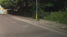 Out of a bush comes a fox and a magpie flies down and lands next to it as if they are friends