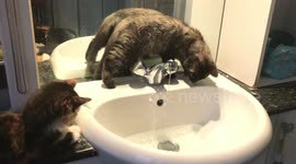 Kitten Sisters Investigate Sink