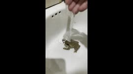 Frog Hops From Sink to Face