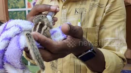 Orphaned baby Squirrel was fed with milk by the animal activists in Tamilnadu