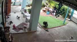 Fierce toy dogs chase monitor lizard when it rampages through their owner's home