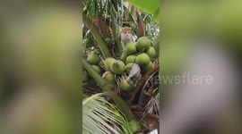Hapless pet cat stuck on top of coconut tree refuses to be rescued before jumping down