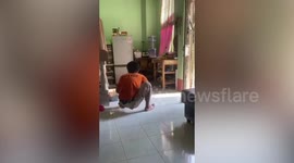 Cobra caught hiding under family's kitchen cabinet