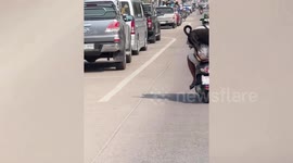Pet dog stands on back of motorcycle riding pillion