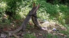 Two fierce monitor lizards lock each other in bear hug fight