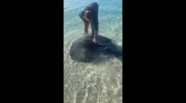 Man is amused as he's greeted by a trio of gentle Manta Rays near the beach shore