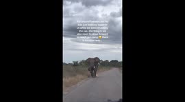 'He's coming!' Angry elephant charges towards vehicle leaving motorists terrified
