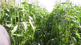Palestinian farmers collect corns at a field during the harvest season, in Beit Lahia in the Northern of Gaza strip.