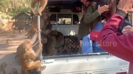 Compilation of wild monkeys going crazy for food