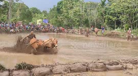 Traditional bull race celebrates harvest time in Indonesia