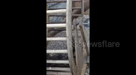 Hedgehog Running in A Wheel in Grodno Zoo, Belarus