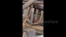 Squirrel Runs in A Wheel in Grodno Zoo, Belarus
