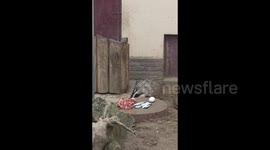 Badgers Have A Meal in Grodno Zoo, Belarus