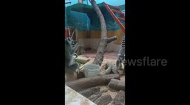 Lemurs Share A Meal in Grodno Zoo, Belarus