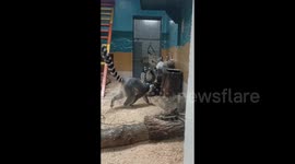 Lemurs Eat with Turtles in Grodno Zoo, Belarus