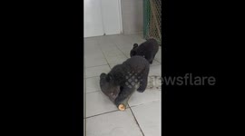 Bear Cubs Play with Little Logs in Grodno Zoo, Belarus