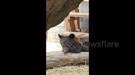 Bear Cub Falls Asleep in Grodno Zoo, Belarus