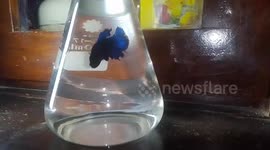 My Blue tailed Betta fish is playing alone and looking awesome at the chemistry glass beaker