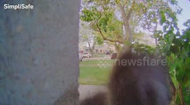 Enterprising Cat Accidentally Rings Doorbell