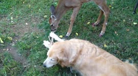 Golden Retriever Shares Stick With Deer