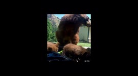 Bear Cubs Unwilling To Leave Pond Yet