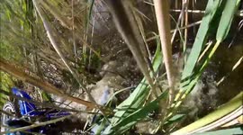 dirt bike rider falls over into dirty swamp funny