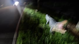 Wildlife Control Captures Pesky Alligator