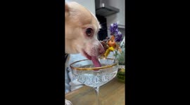 Chihuahua only likes to drink filtered water from a fancy glass