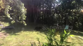 Black Bear vs Grizzly Bear